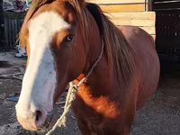 ม้าตัวผู้, Kazakh horse — รูปภาพ 2