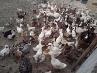 Ducks — ፎቶ 1