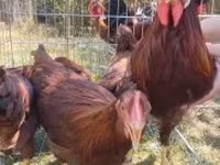 Chickens — foto 1