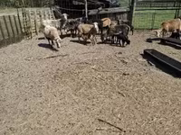 ஆடுகள் (தொகுதி, பாலினம் குறிப்பிடப்படவில்லை), Cameroon sheep — புகைப்படம் 6