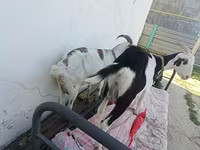 ছাগী, Saanen goat — ছবি 2