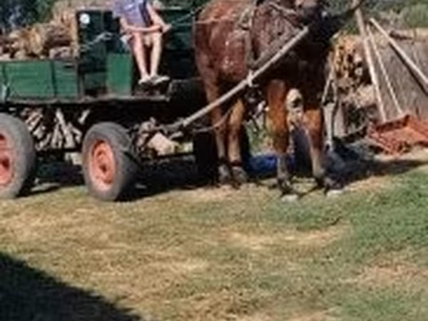 Kůň, Koně