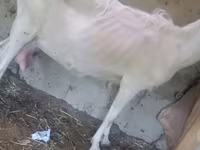 بز ماده, Alpine goat — عکس 6
