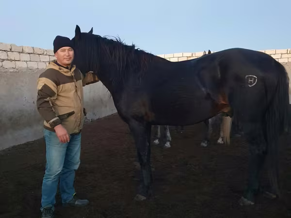 اسب نر, Kushum Horse