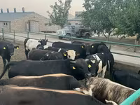 காளை, மாடுகள் — புகைப்படம் 1