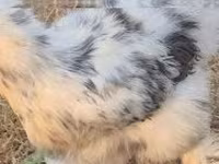 Silkie — foto 1