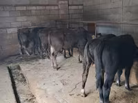 گاو نر, آبرادین-آنگوس — عکس 2