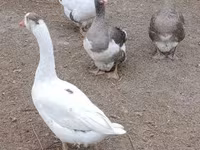 Geese — عکس 2