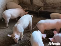 Scrofa, Maiali — foto 2