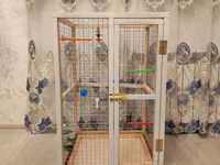 Papuqay,dovşan,hamster,şinşila,bildirçin,cücə,xamyak,pişik,quş,tısbağa — عکس 2