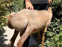 Ovce, Jaidara sheep — foto 4