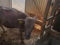 Lembu jantan, Simmental cattle — foto 4