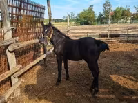 Cavallo, Cavalli — foto 6