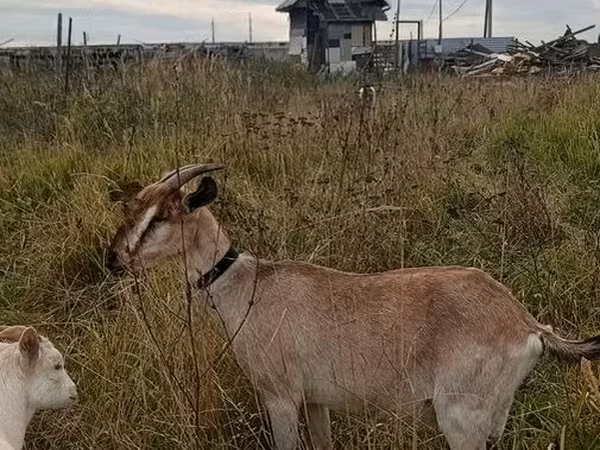 Koza, Kozy