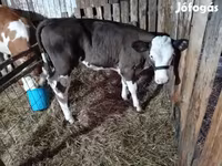Kuh, Holstein-Rasse — Foto 2