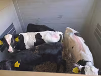 雄牛, Russian Black pied cattle — 写真 8