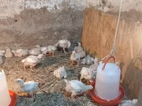 Ross 308 — foto 3
