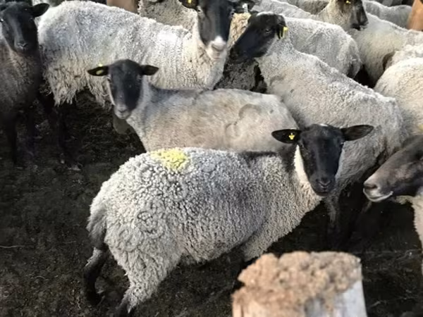 Sheep, Sheep — Russia
