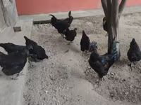 Chickens — foto 7