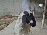 قوچ, Blackheaded Persian sheep — عکس 3