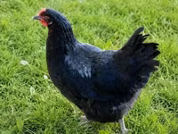 Chickens — عکس 4