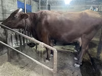 Αγελάδα, Swiss cattle — φωτογραφία 5