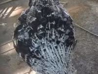 Araucana — Foto 2