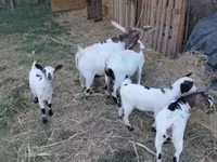 Ziegenbock, Dutch Landrace goats — Foto 3