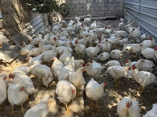Chickens
