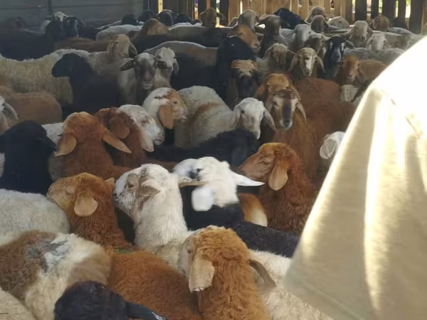 Баран, Kazakh fat-tailed coarsewool sheep