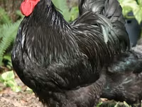 Australian Pit Game fowl — foto 1