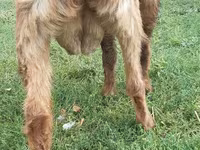 암염소, Nubian Goat — 사진 3