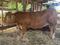 Lo’, Limousin cow — sawirka 3