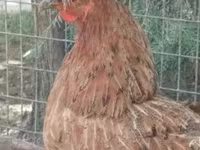 Chickens — zdjęcie 4