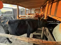 İnek, Latvian Blue cattle — foto 2