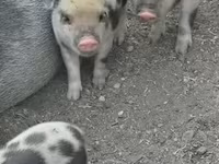 Cinghiale, Гёттингенский минипиг — foto 5