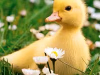 Ducks — sawirka 2