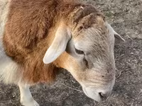 Kambing jantan, Dorper sheep — foto 1