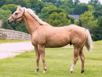 Horse (M), Quarter Horse — photo 1