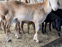 Berbec, Arashan sheep — foto 8