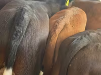 Cattle (batch, sex not specified), Simmental cattle — photo 2