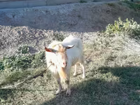 Kambing jantan, Saanen goat — foto 1