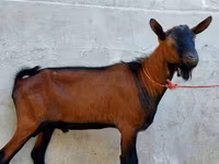 Kozioł, Alpine goat — zdjęcie 3