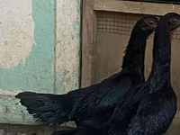 Ayam Cemani — zdjęcie 4