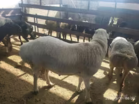 Widder, Suffolk sheep — Foto 4
