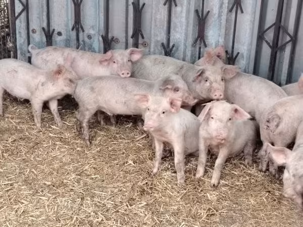 Sow,  — Hungary