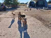 Хонь, Cameroon sheep — 2 зураг