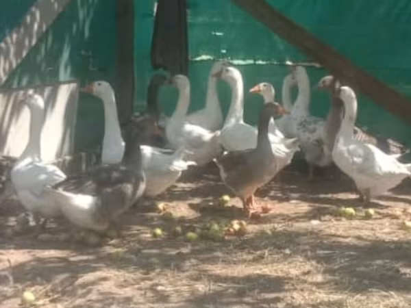 Geese