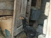 Chickens — foto 6