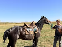 Жребец, Karachay horse — снимка 4